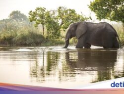 Chiang Mai Bencana Alam, Gajah-gajah Taman Nasional Kabur