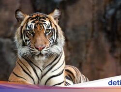 Ngeri! 47 Harimau Di Vietnam Tewas Diduga Kena H5N1