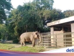 Kabar Gembira, Lahir Beberapa Anak Hewan Terbaru Ke Ragunan