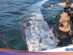 ‘Ikan Kiamat’ Muncul Di Sini Tiga Kali, Pertanda Apa?