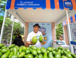 Inisiatif Pemberdayaan BRI Klasterku Hidupku Antar Petani Ini Sukses Kembangkan Budidaya Alpukat