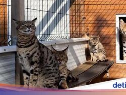 Warga Spanyol Breeding dan Jual Kucing Langka, Langsung Ditangkap Polisi