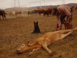Ada Wabah Screwworm, Peternak Hingga Chihuahua Perketat Pengawasan Sapi