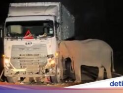 Pilu… Anak Gajah Mati Terlindas Truk, Induk Bergeming Tak Mau Pergi