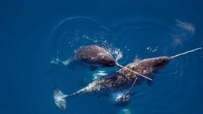 Alasan Menyeramkan Mengapa Tidak Ada Narwhal Ke Akuarium