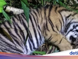 Anak Harimau Lahir Di Bujang Mandeh, Harimau Legendaris Bukittinggi
