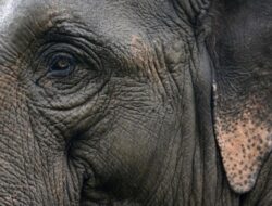 Lebah, Gorila, Gajah dan 5 Hewan Pintar Lainnya Di Muka Bumi