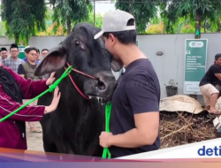 Haru! Momen Perpisahan Sonny Septian dan Fairuz Bersama Sapi Kurban 1,2 Ton