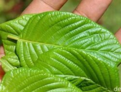 Tragis, Siswi Hingga Thailand Tewas Hingga Asrama usai Minum 1,5 Liter Jus Kratom