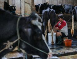 Dukung Langkah MBG, Perdagangan Masuk Negeri 1 Juta Ekor Sapi Perah Masih Jauh Di Target