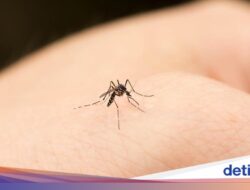 Satu-satunya Bangsa yang Bebas Bersama Nyamuk