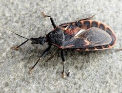 280 Ribu Warga AS Terinfeksi Gangguan Chagas Bersama ‘Kissing Bug’, Kenali Gejalanya
