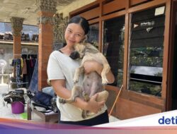 Seekor Anjing Bersama Sebab Itu Pahlawan Ke Di Genangan Air Denpasar, Dipuji Ri Prabowo