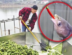 Viral! Ikan Ke Hunan China Dikasih Makan 5 Ton Cabai per Hari Agar Dagingnya Lebih Lezat