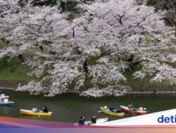 Jepang Rilis Waktu Sakura Mekar 2026, Siap-siap Pesan Tiket Pesawat