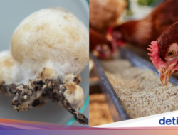 China Sukses Modifikasi Jamur sebagai Pengganti Daging Ayam