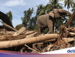 BKSDA Kerahkan 4 Gajah Bersihkan Kayu Gelondongan Sisa Bencana Alam Aceh