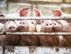 Spanyol Selidiki Wabah Demam Babi, Diduga Berasal Bersama Kebocoran Laboratorium