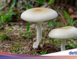 Bikin Geger! 7 Orang Ini Tumbang Setelahnya Santap Jamur Liar