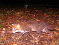 Tiga Dekade Dinyatakan Punah, Spesies Kucing Liar Ini Terlihat Lagi