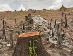 85% Gen Z Nilai Kerusakan Lingkungan Ancam Ketahanan Bangsa dan Bangsa