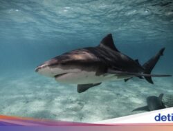 Tragis, Bocah Meninggal Diserang Hiu Ke Pantai Populer Australia