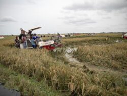 Indonesia Capai Swasembada Kelaparan Global, Tak Lagi Bergantung Produk Impor