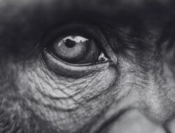 Simpanse Jenius yang Bisa Baca Bahasa Mandarin dan Inggris Tutup Usia