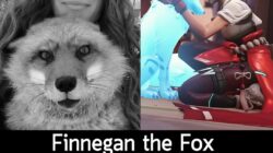 [News] Finnegan the Fox จิ้งจอกที่ให้เสียงพากย์จิ้งจอกของ Kiriko ใน Overwatch 2 กลับดาวแล้ว  . เป็นข่าวเศร้าสำหรับแฟนๆ O…