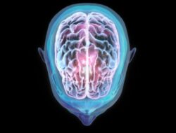 Studi Temukan Fakta Penerbangan Hingga Luar Angkasa Mengubah Posisi Otak