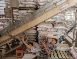 Dampak Pertempuran Iran, Harga Beras Asia Cetak Catatan Tertinggi Di Dua Tahun