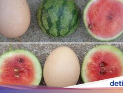 Gemas! Semangka Mini Ini Besarnya Hanya Seukuran Telur Ayam