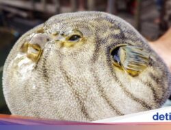 Auto Melongo! 5 Konsumsi Ini Harganya Lebih Mahal Bersama UMP Yogyakarta