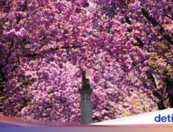 Kota Bonn Karena Itu Negeri Sakura, Pink Ke Mana-mana