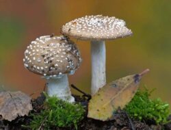 Tahukah Anda! Jamur dapat Memengaruhi Curah Hujan dan Cuaca