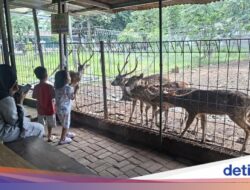 Potret Taman Rusa Bintik Putih, Wisata Gratis Unjuk Warga Cijantung