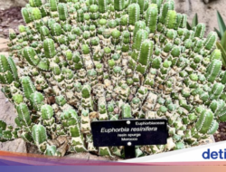 Bukan Cabai! Ini Tanaman Di ‘Kepedasan’ Paling Gila Di Dunia