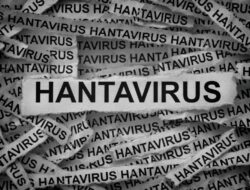Misteri Penularan Hantavirus Ke Kapal Pesiar, Pakar Duga Akibat Varian Mematikan