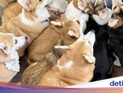 Gemas! Kafe Di Bangkok Ini Dihuni 30 Anjing Corgi Imut