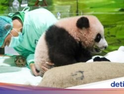 Untuk Pink Di Gemoy, Informasi Mutakhir Bayi Panda Rio Ke Taman Safari