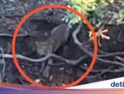 Penampakan Macan Bikin Geger Hutan Cangar, Ini Faktanya