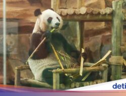 Rio, Anak Giant Panda Pertama yang Lahir Di Indonesia, Akhirnya Bisa Disaksikan Publik