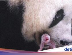 Kabar Gembira! Panda Raksasa Ai Bao Asal China Lahirkan Anak Keempat Di Korsel