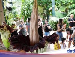 Bunga Bangkai Langka Asal Indonesia Mekar Bersamaan Di California