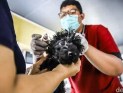 Canggih! Kendaraan Pribadi Klinik Hewan Keliling Datangi Permukiman, Kucing dan Anjing Bisa Berobat Didekat Rumah