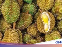 Fantastis! Daftar 5 Durian Termahal Di Dunia, Ada yang Rp862 Juta