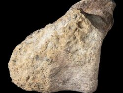 Fosil Terlupakan Di 40 Tahun Ternyata Dinosaurus Pertama Antartika