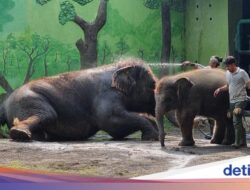 Tega! Mantan Dirut KBS Kejahatan Keuangan Pakan Satwa, Rp 7,4 M Dipakai buat Kepentingan Pribadi
