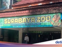 Kejahatan Keuangan Pakan Sebesar Rp 10,2 M Dibongkar, Bagaimana Nasib Satwa Hingga KBS?