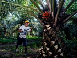 Produksi CPO RI Capai 53 Juta Ton, Hilirisasi Sawit Perlu Diluncurkan Lebihcepat